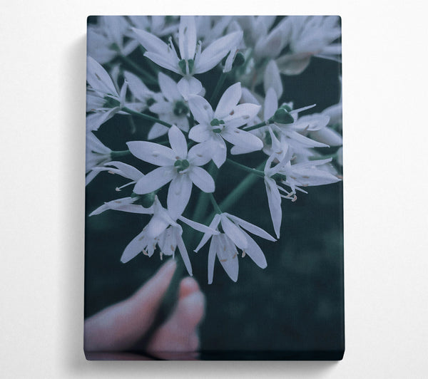  A Canvas Print of White Blooms In Teal Light Canvas Print