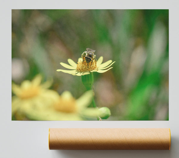 The Yellow Bee'S Visit Print