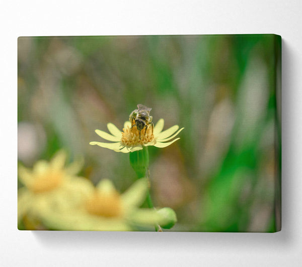 The Yellow Bee'S Visit