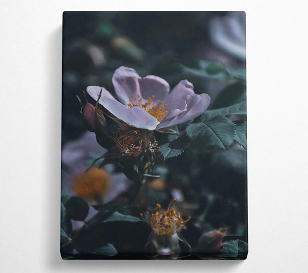  A Canvas Print of Pale Bloom In Green Canvas Art