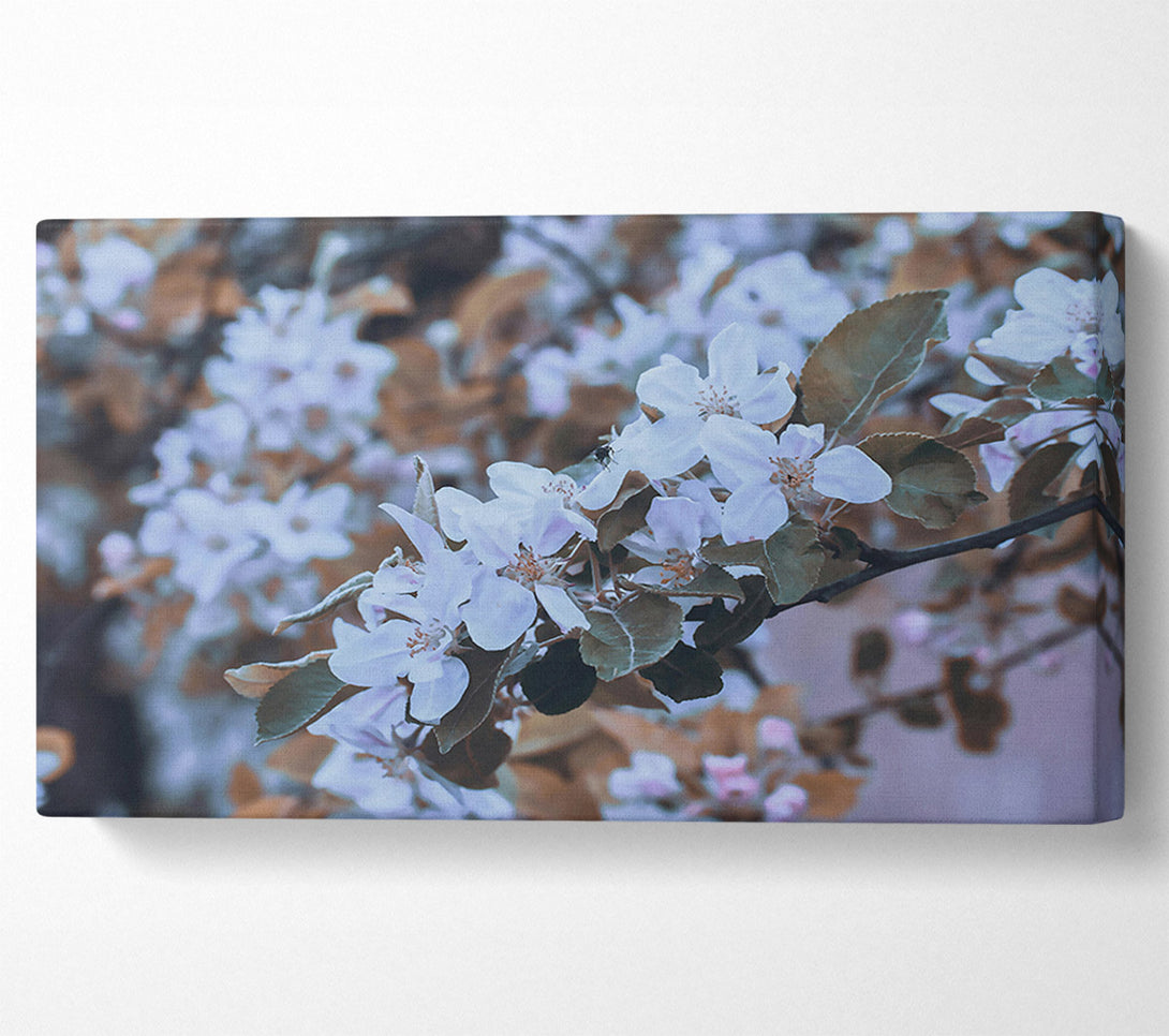  A Canvas Print of Pale Lavender Bloom Canvas Print