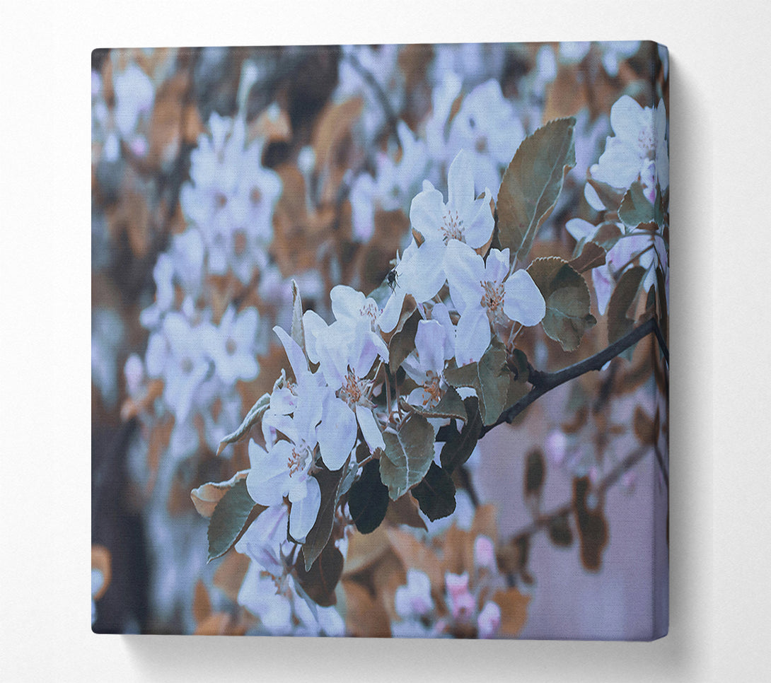  A Canvas Print of Pale Lavender Bloom Canvas Print