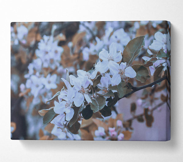  A Canvas Print of Pale Lavender Bloom Canvas Print