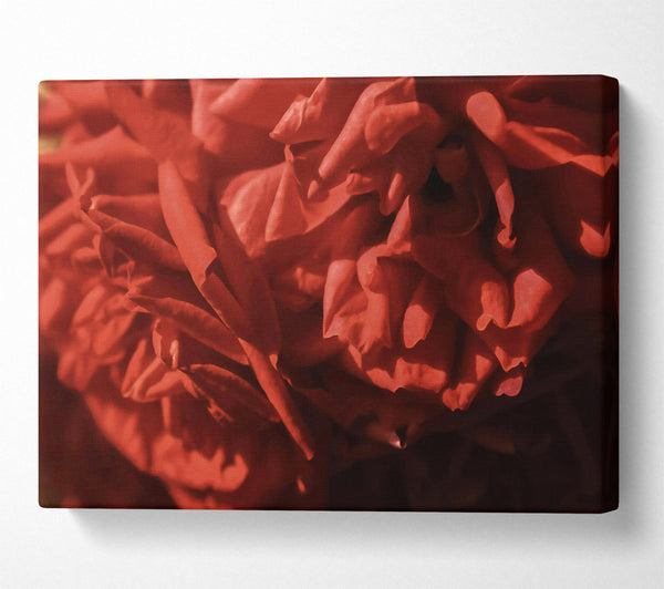  A Canvas Print of Crimson Rose Petals. Canvas Wall Art