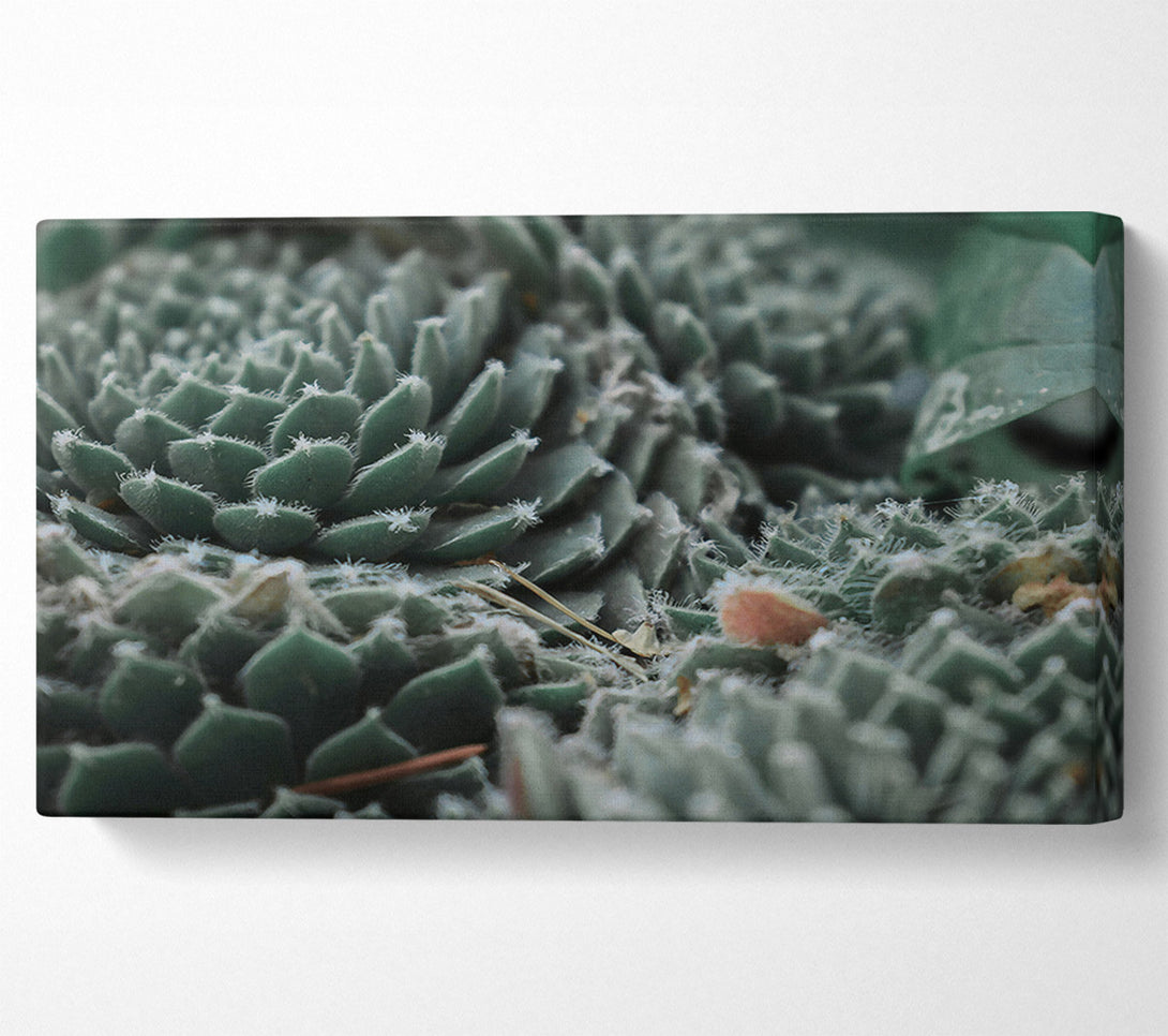  A Canvas Print of Dusty Teal Rosettes Canvas Wall Art