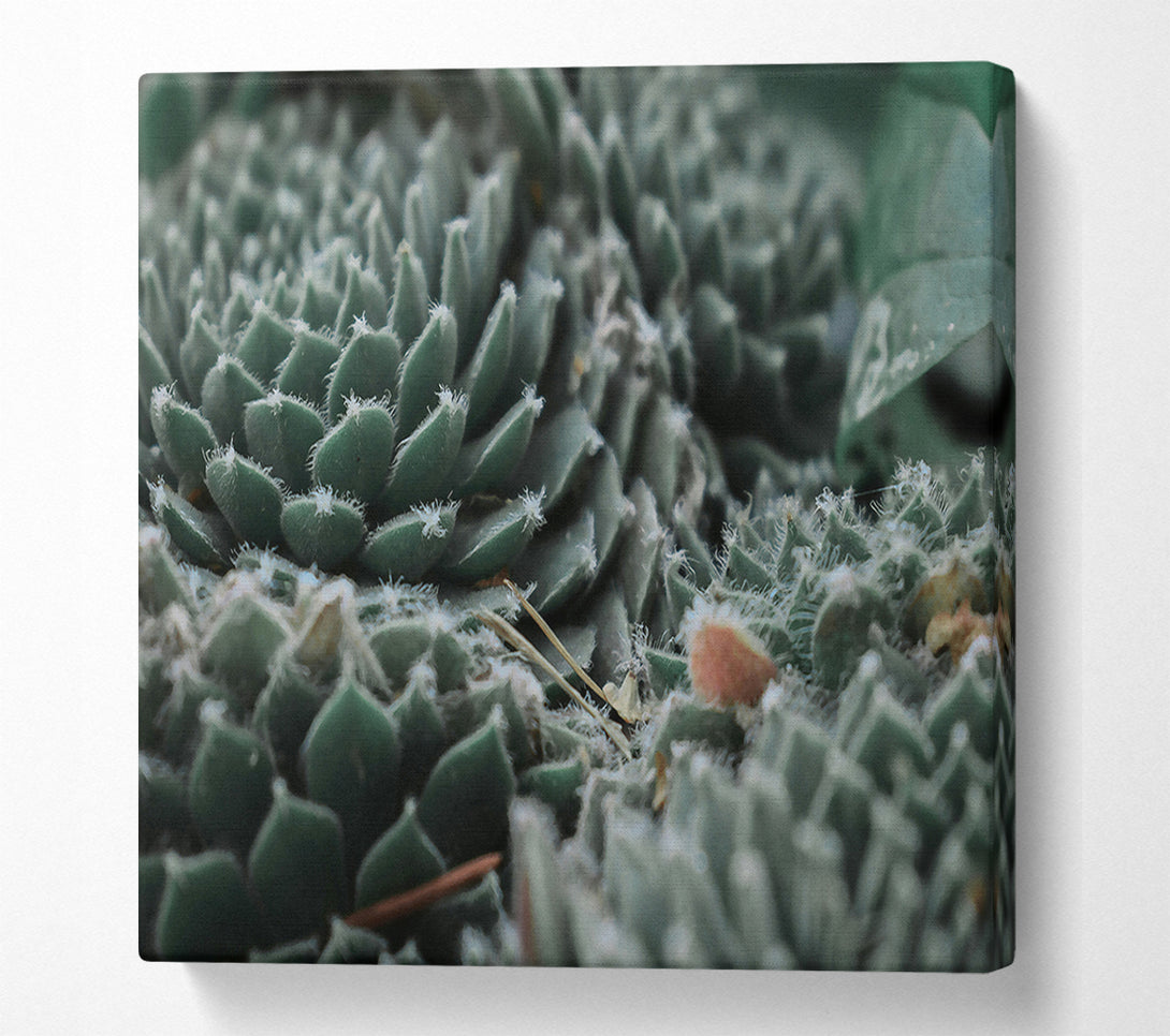  A Canvas Print of Dusty Teal Rosettes Canvas Wall Art