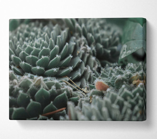  A Canvas Print of Dusty Teal Rosettes Canvas Wall Art