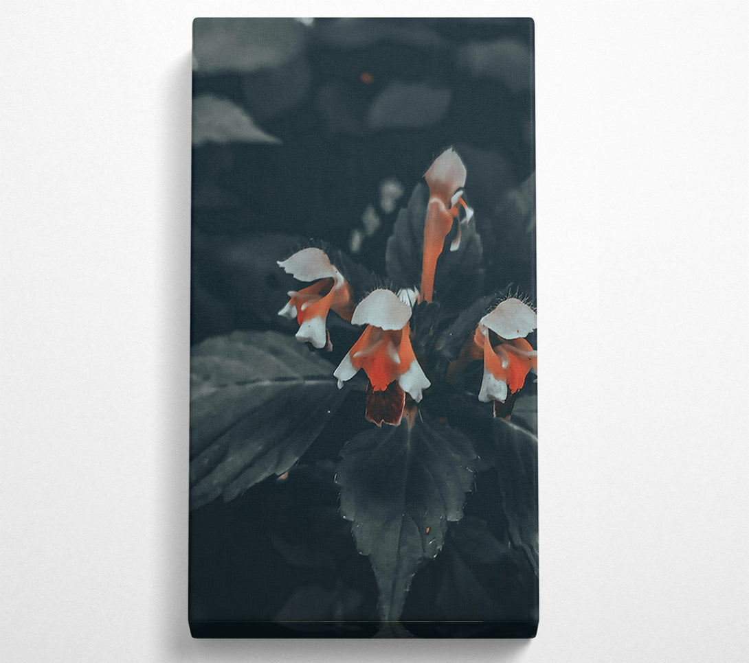  A Canvas Print of Orange Bloom In Darkness Canvas Art