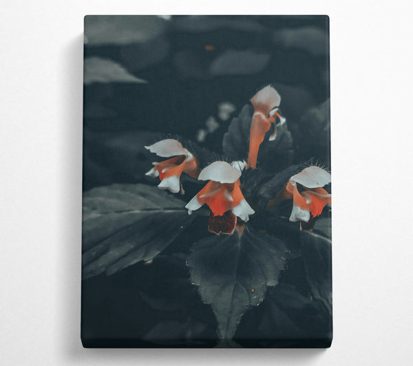  A Canvas Print of Orange Bloom In Darkness Canvas Art