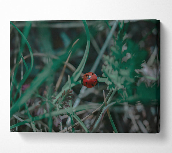  A Canvas Print of Red In The Green Canvas Art