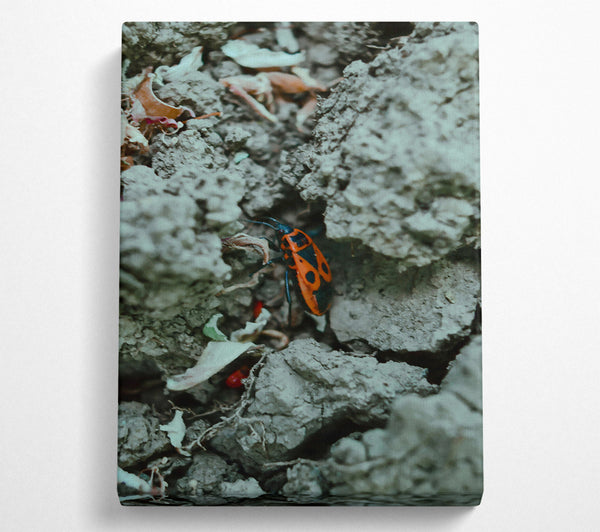  A Canvas Print of Red Bug On Grey Rock Canvas Print