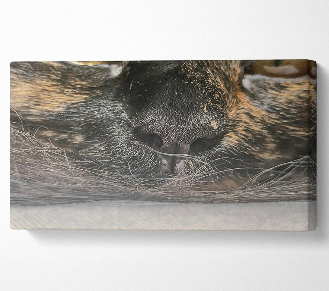  A Canvas Print of Black Whiskered Nose Canvas Print