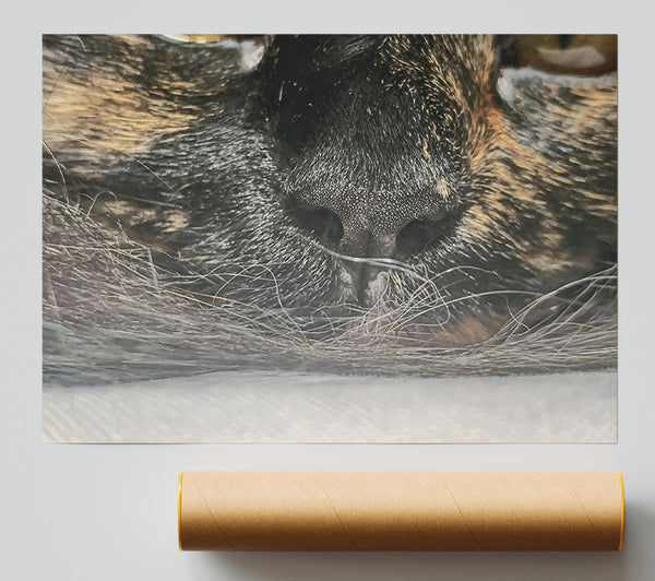 Black Whiskered Nose Giclee Print