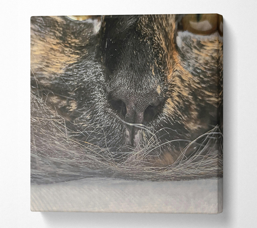  A Canvas Print of Black Whiskered Nose Canvas Print
