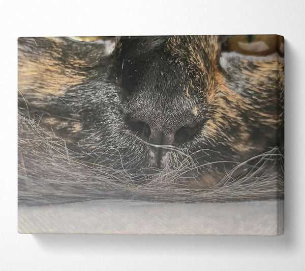 A Canvas Print of Black Whiskered Nose Canvas Print