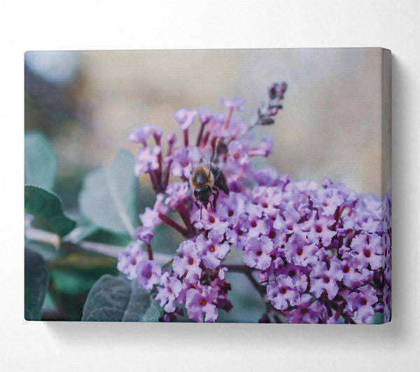  A Canvas Print of Lavender Bee Buzzing Canvas Print