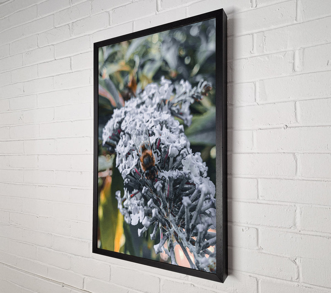  A Canvas Print of White Bloom Buzzing Canvas Art