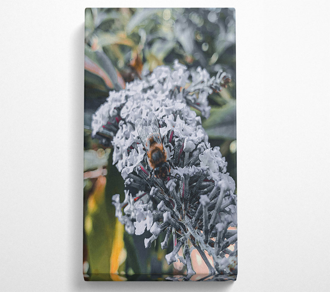  A Canvas Print of White Bloom Buzzing Canvas Art