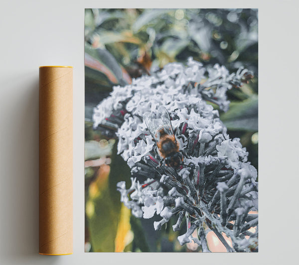 White Bloom Buzzing Print