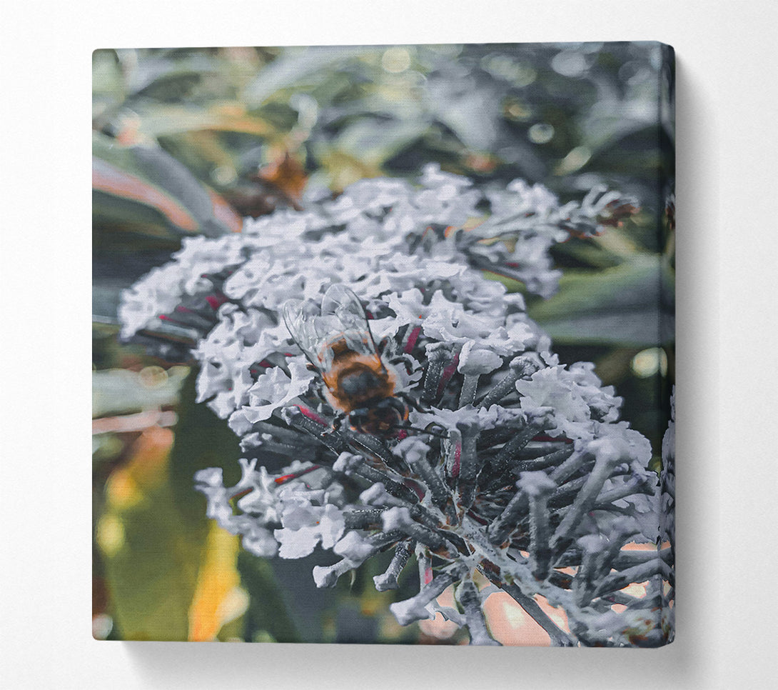 A Canvas Print of White Bloom Buzzing Canvas Art