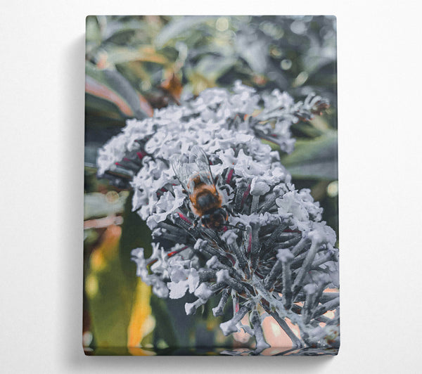  A Canvas Print of White Bloom Buzzing Canvas Art