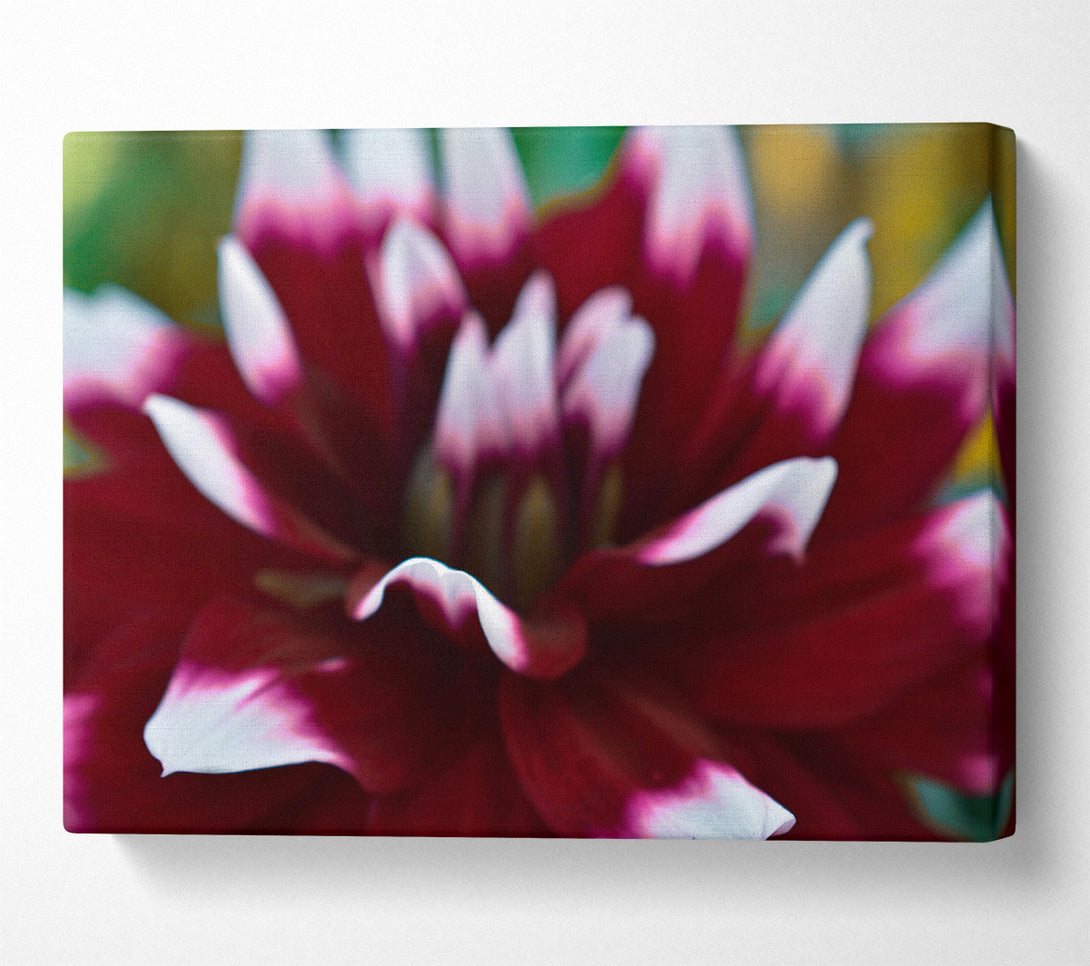  A Canvas Print of Crimson Petal Embrace Canvas Art