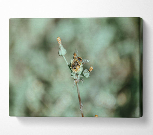  A Canvas Print of Green Bee Bloom Canvas Art