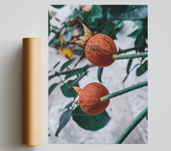 Russet Rose Hips Print
