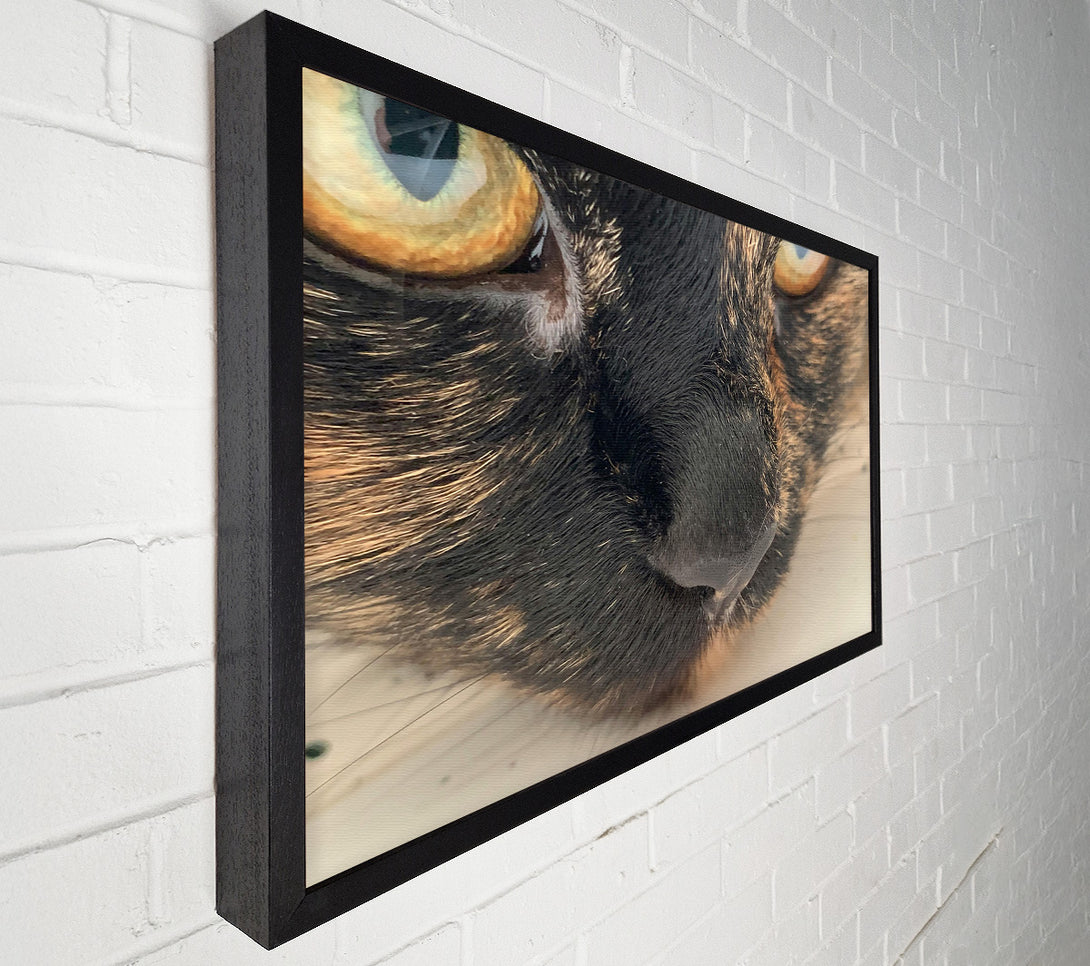  A Canvas Print of Black Whiskered Gaze Canvas Print