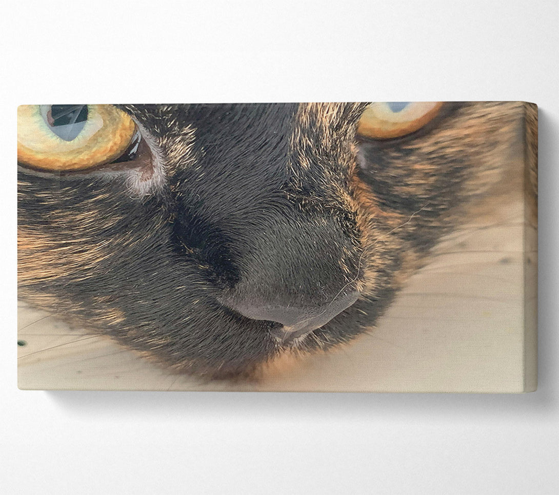  A Canvas Print of Black Whiskered Gaze Canvas Print