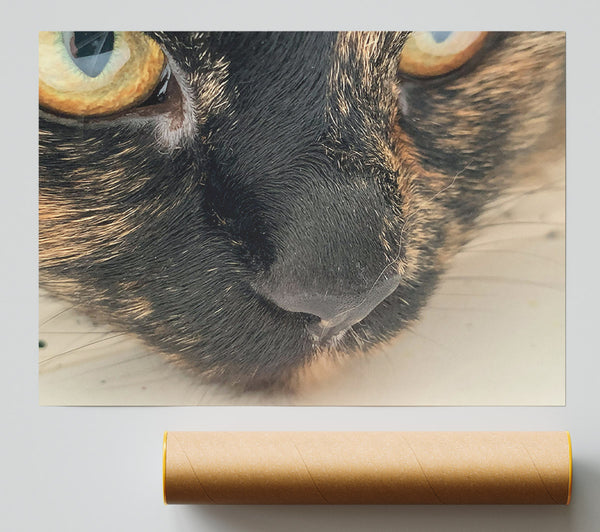 Black Whiskered Gaze Giclee Print