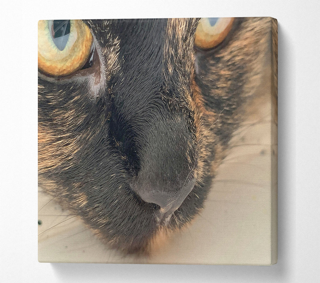  A Canvas Print of Black Whiskered Gaze Canvas Print