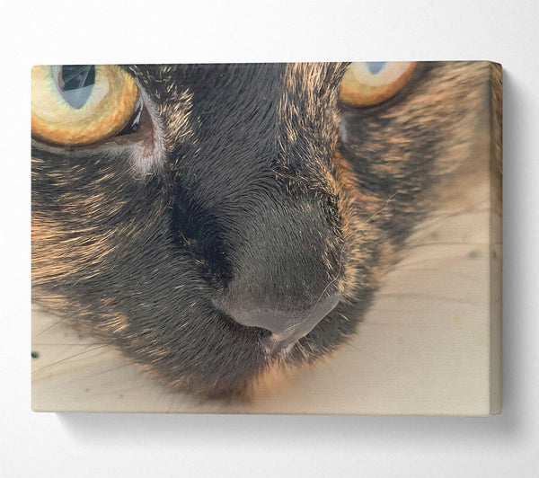  A Canvas Print of Black Whiskered Gaze Canvas Print