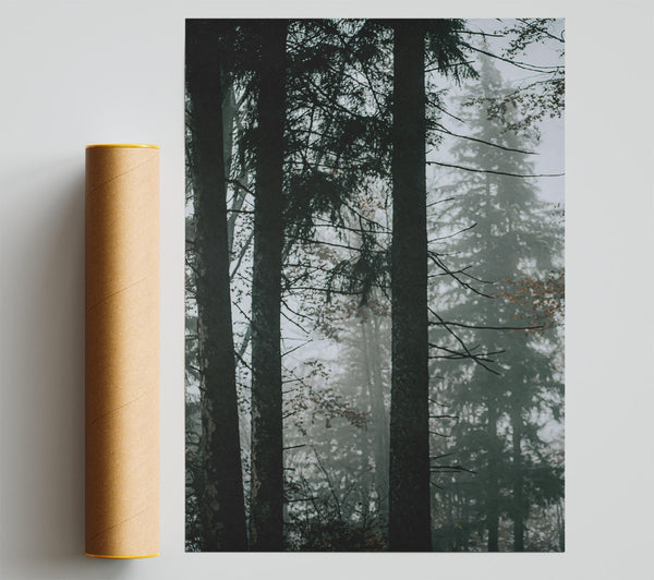 Forest Green Fog Giclee Print