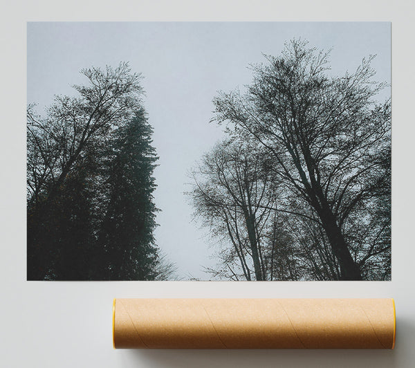 Silver Branches Ascend Print