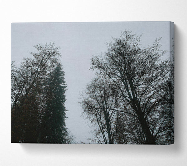  A Canvas Print of Silver Branches Ascend Canvas Art
