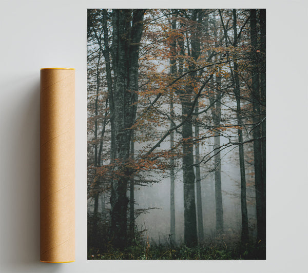 Orange Foggy Forest Print