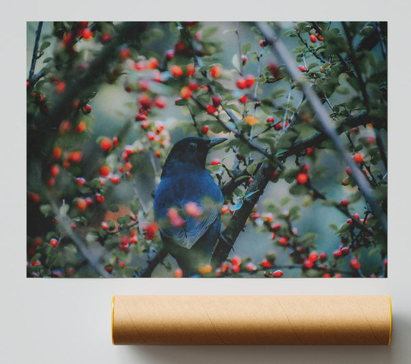 Bluebird In Red Berries Print