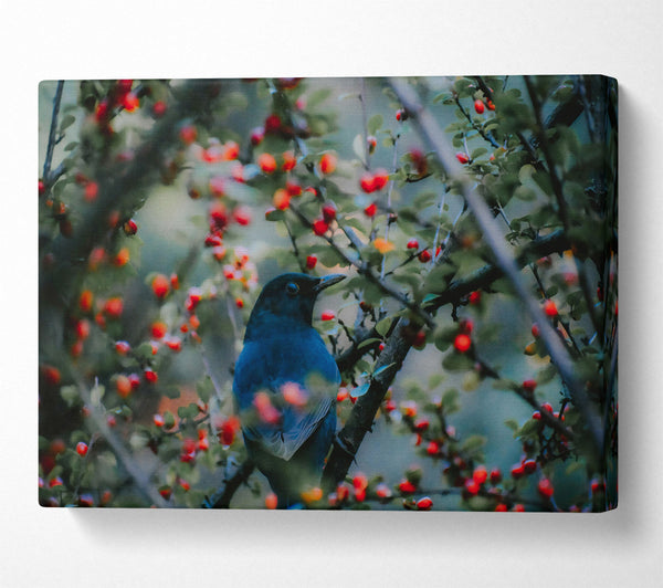 Bluebird In Red Berries