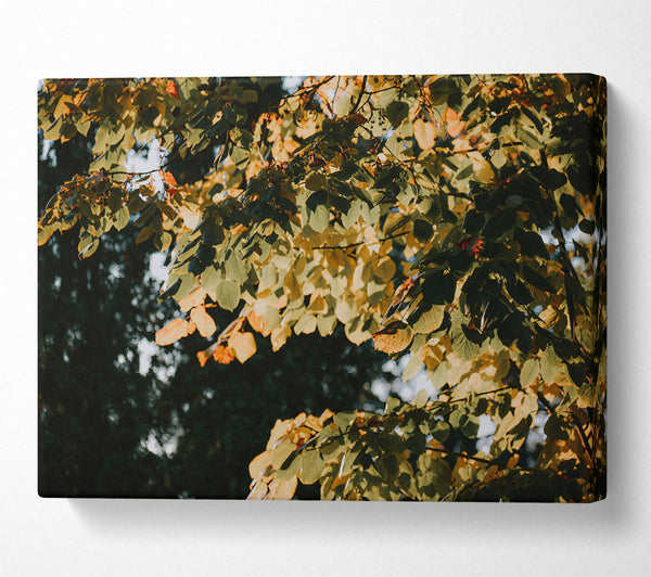  A Canvas Print of Golden Autumn Leaves Canvas Wall Art