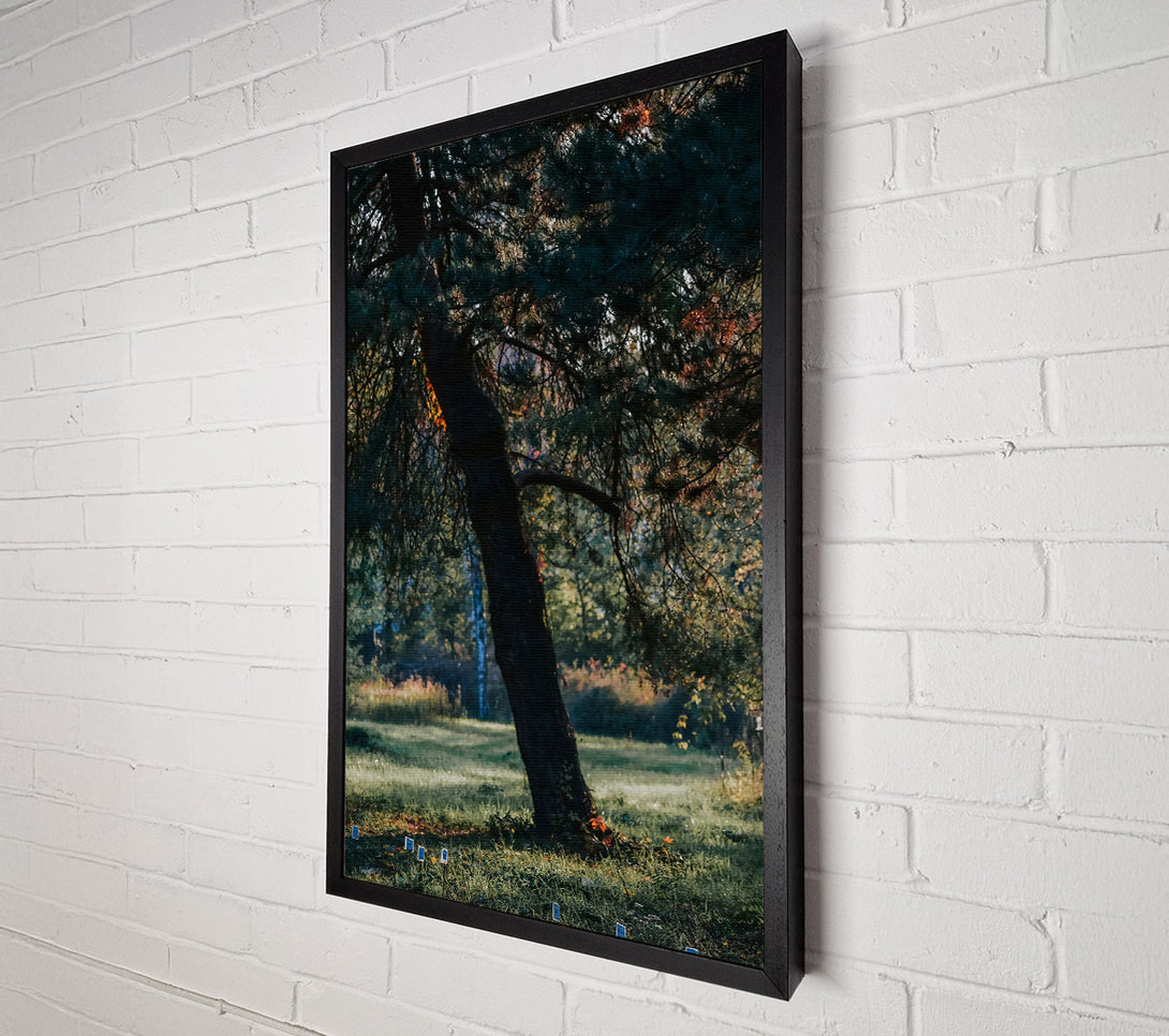  A Canvas Print of Green Pine Solitude Canvas Print