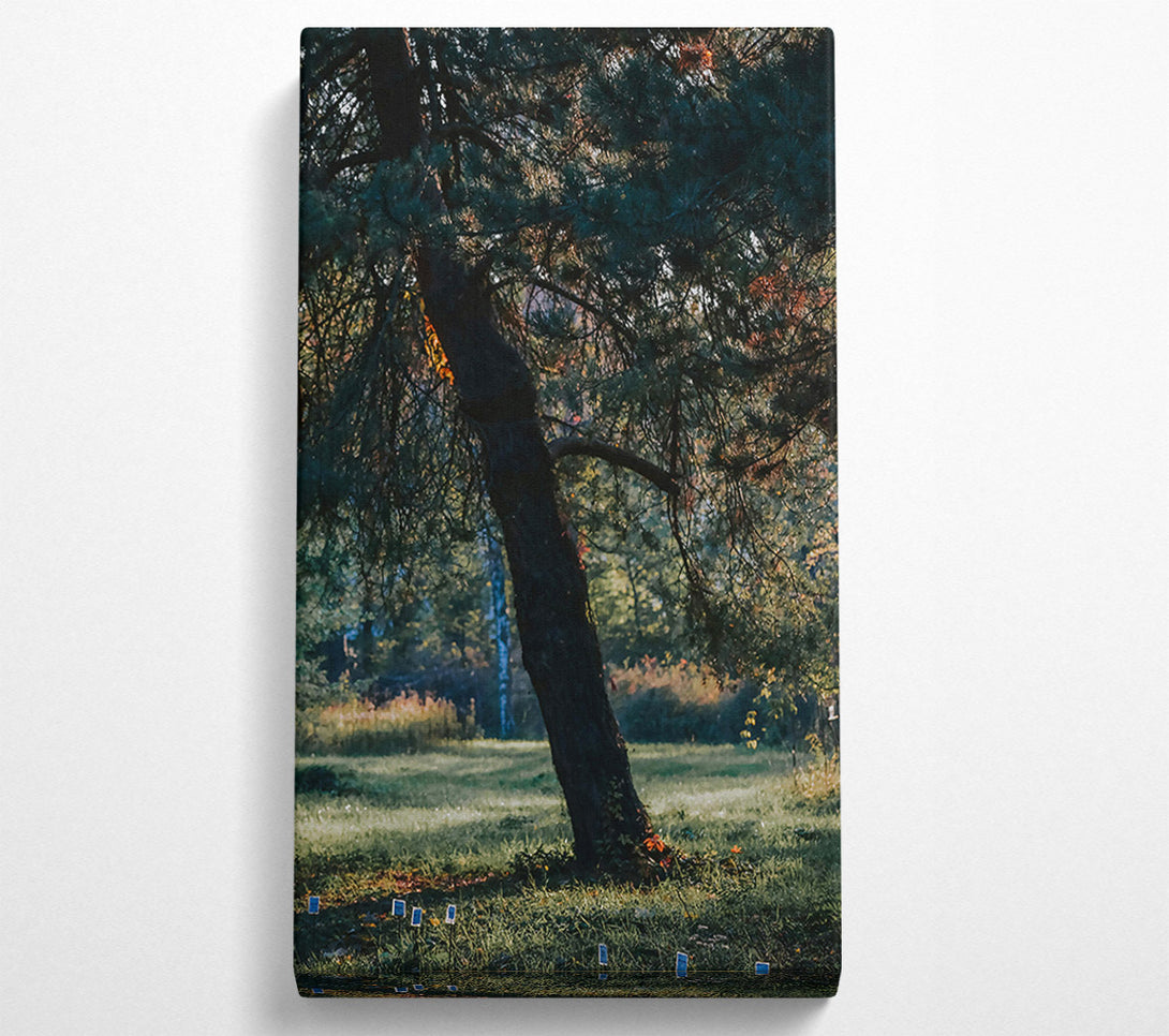 A Canvas Print of Green Pine Solitude Canvas Print