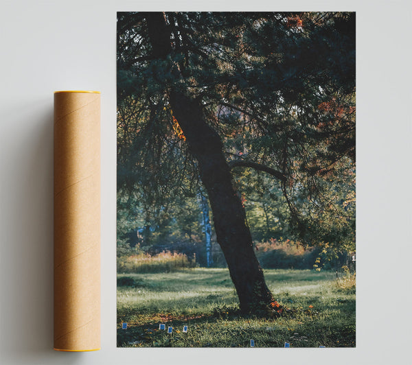 Green Pine Solitude Giclee Print