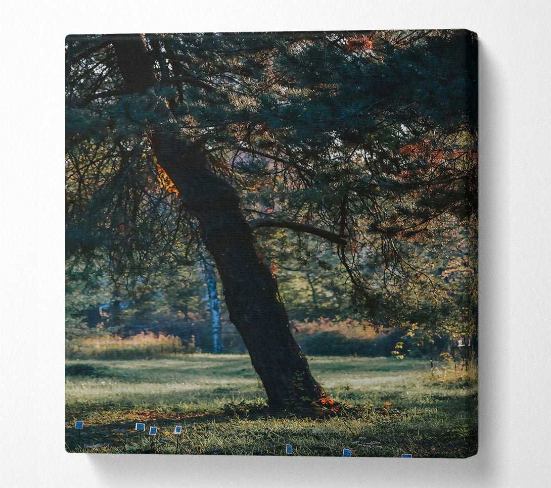  A Canvas Print of Green Pine Solitude Canvas Print