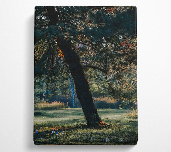  A Canvas Print of Green Pine Solitude Canvas Print
