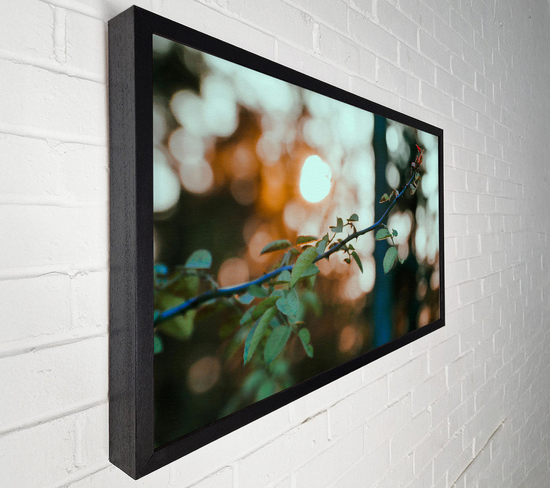  A Canvas Print of Golden Hour Thorns Canvas Art