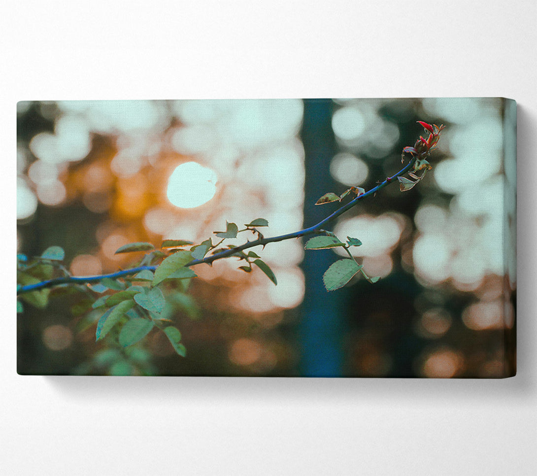  A Canvas Print of Golden Hour Thorns Canvas Art