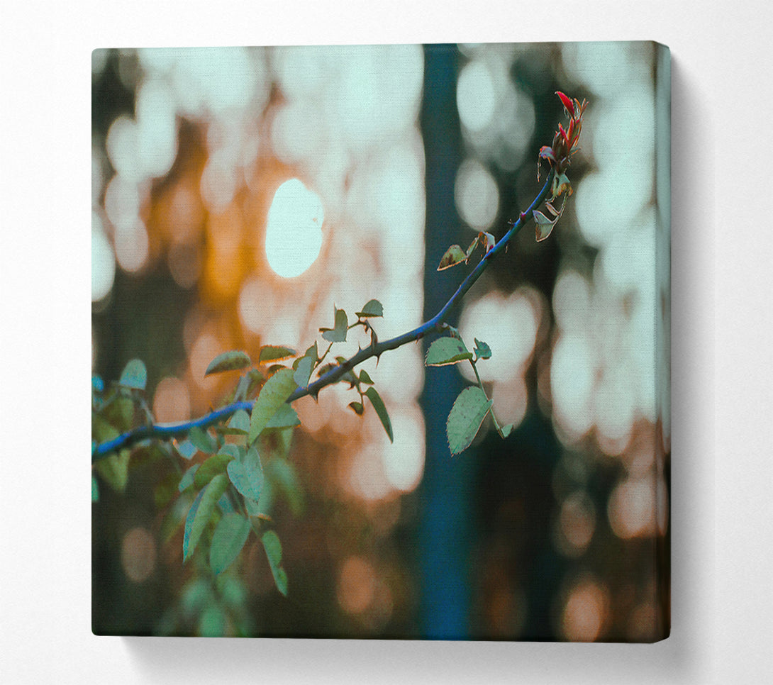  A Canvas Print of Golden Hour Thorns Canvas Art