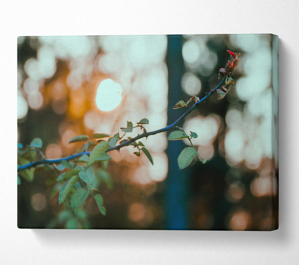  A Canvas Print of Golden Hour Thorns Canvas Art