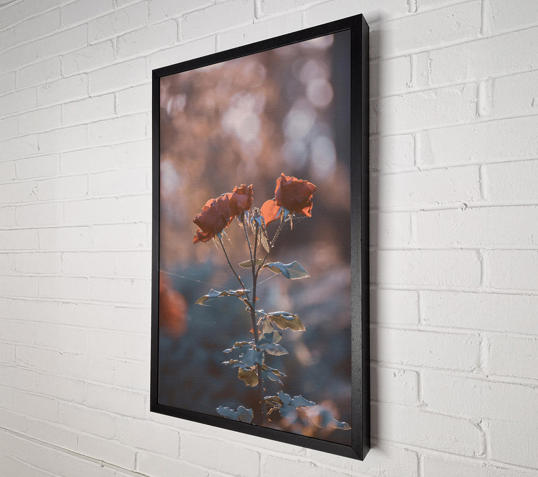  A Canvas Print of Peach Rose Glow Canvas Wall Art